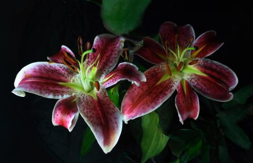 籩Ϯ ½߷ٳÿСʱ100